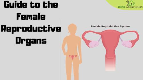 female reproductive system